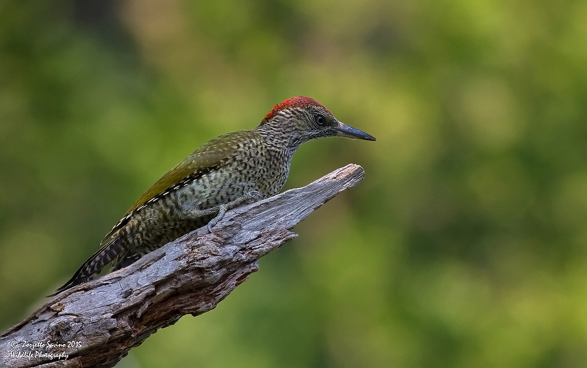 green woodpecker young...