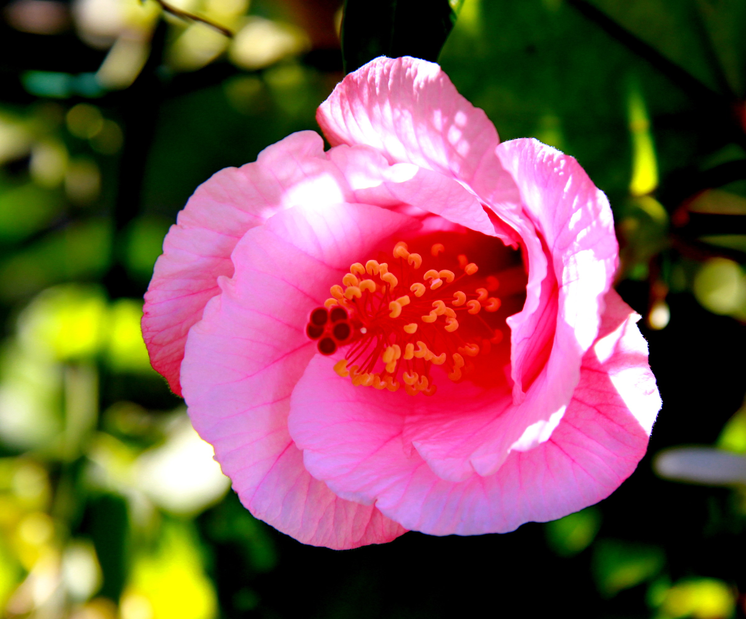 Ibiscus rosa...