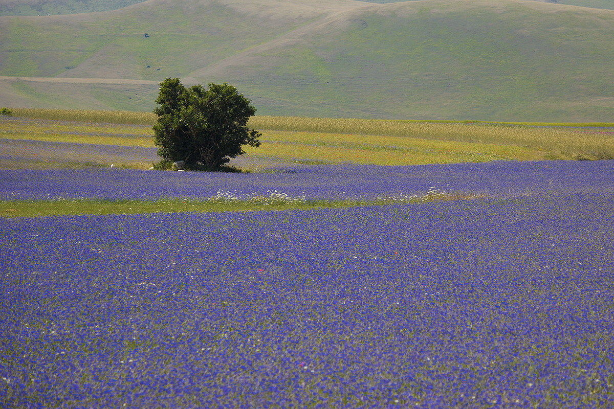 Castelluccio di Norcia (Umbria)...