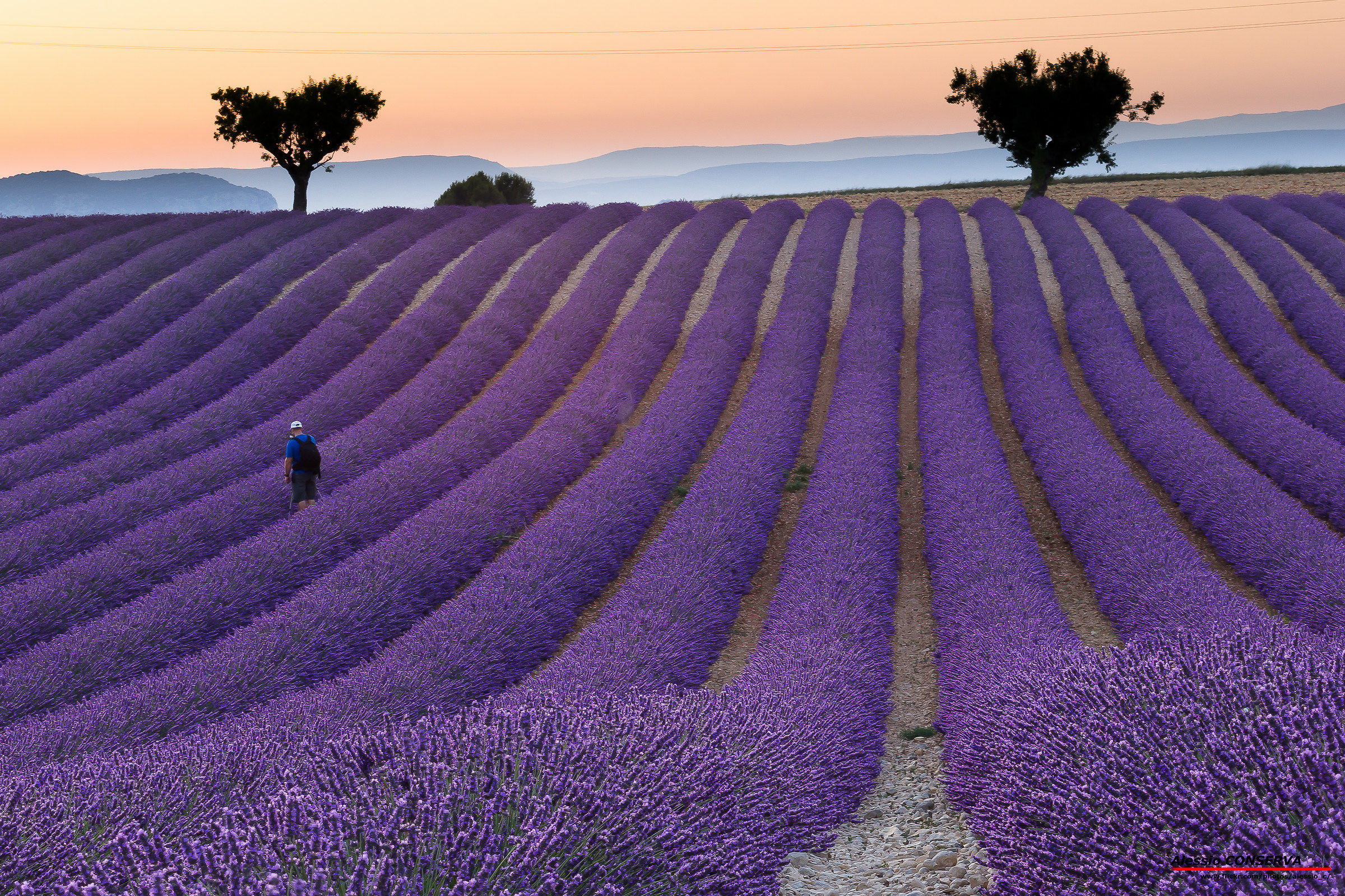 Provence Valensole - Lavender at sunset...