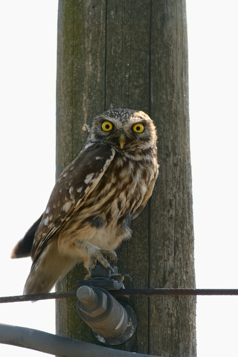Owl on the telephone pole....