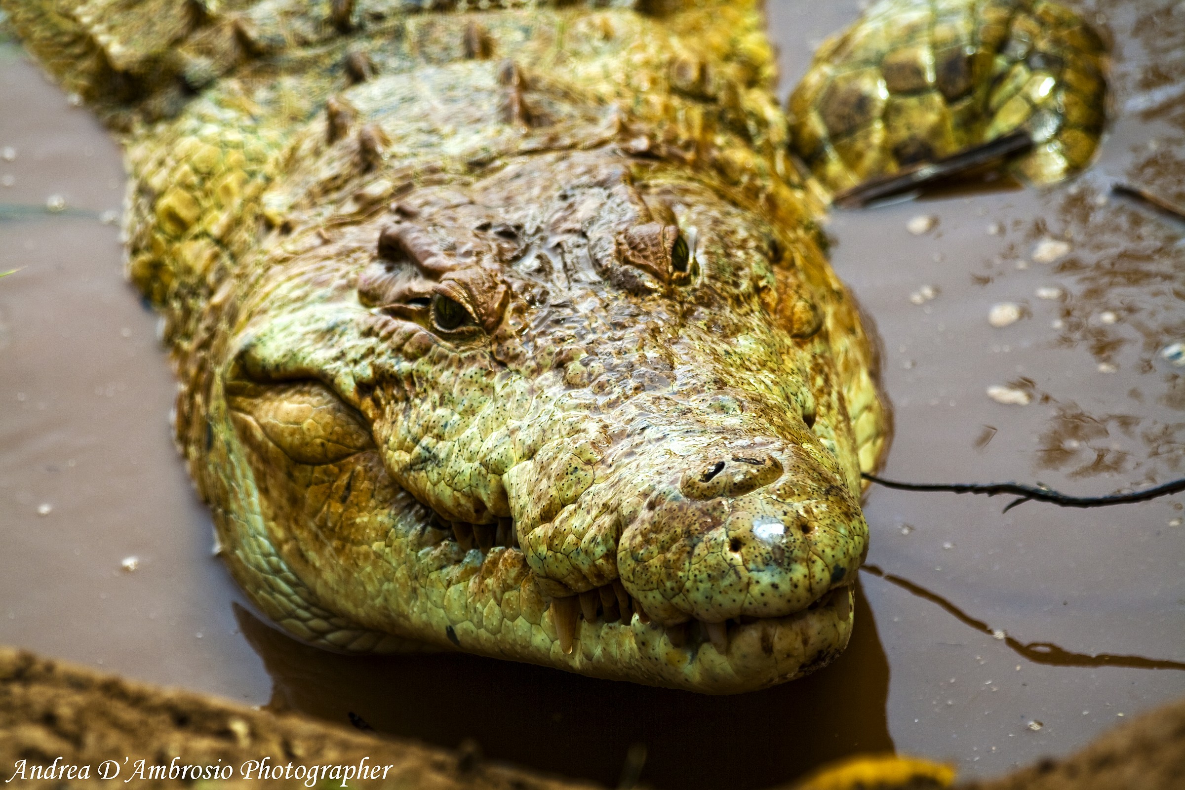 Crocodile close-up...