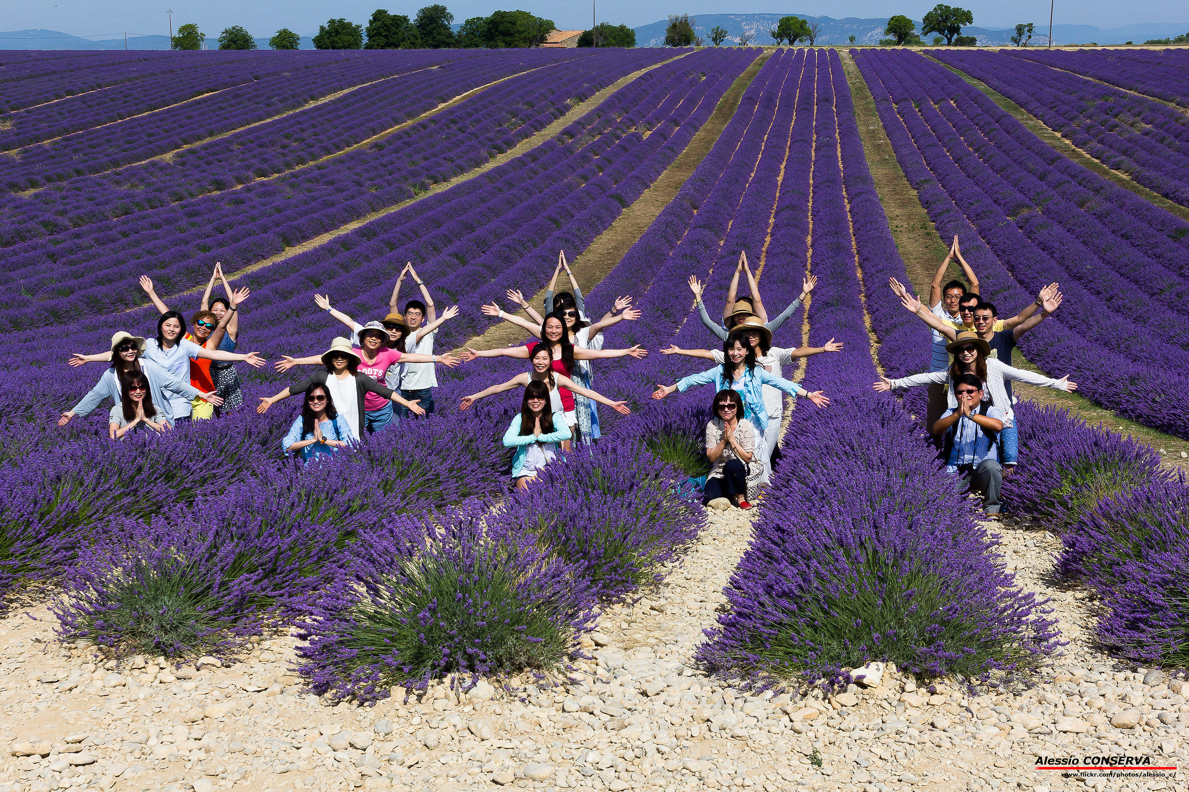 Asian tourists and lavender...