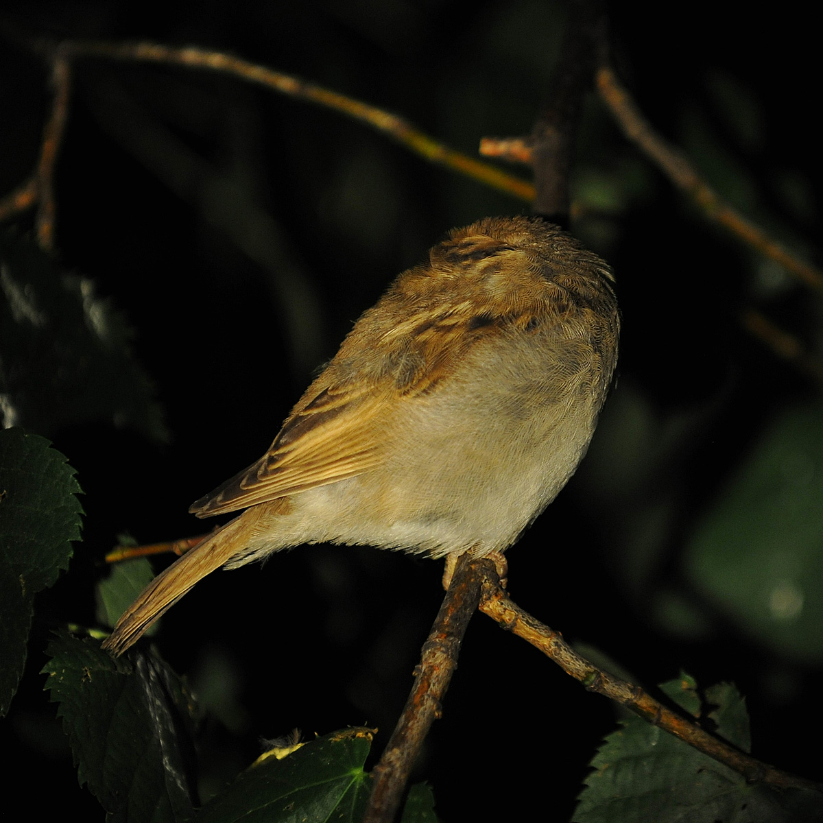 sparrow at night...