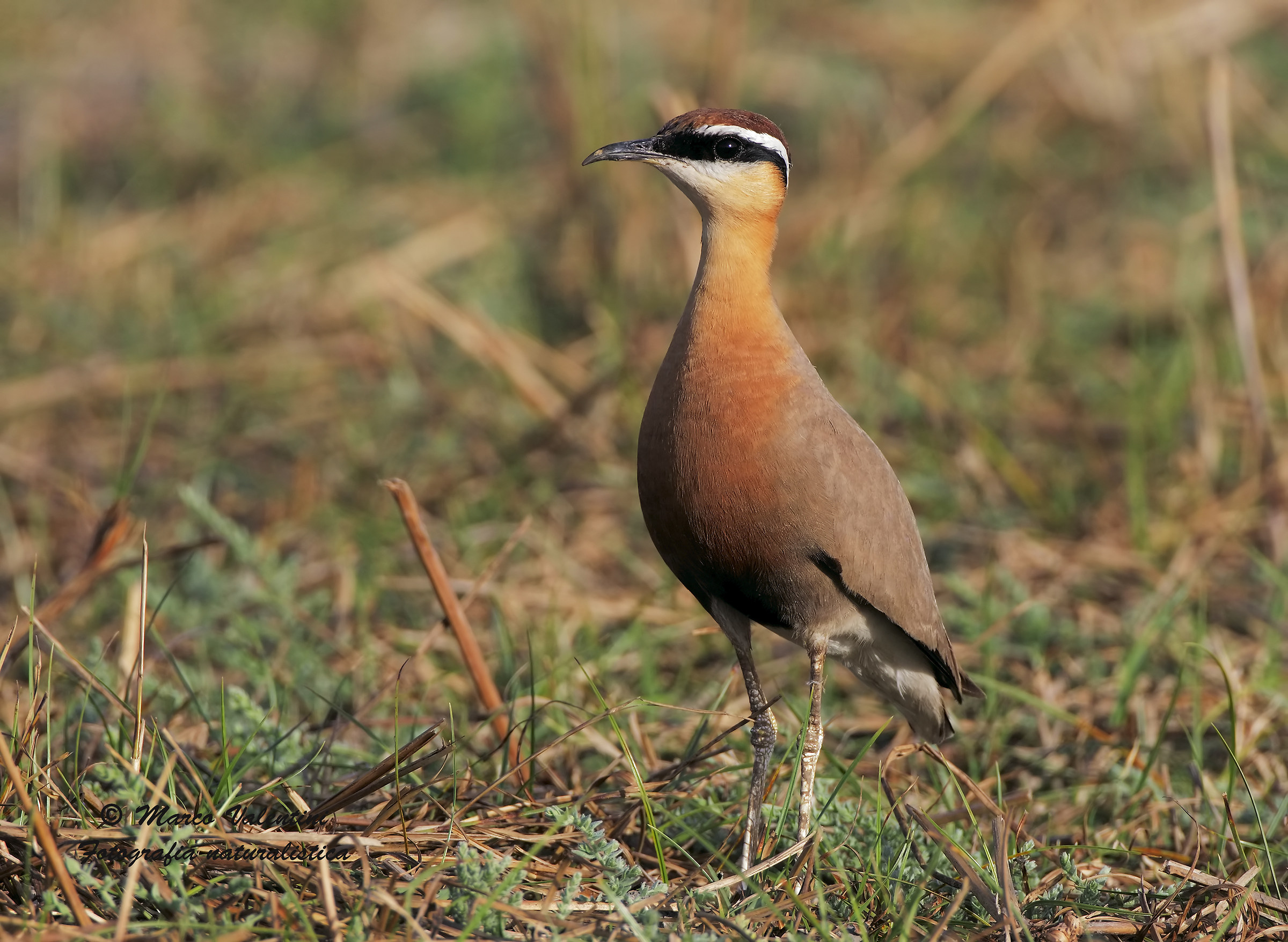 Cream-colored courser Indian...