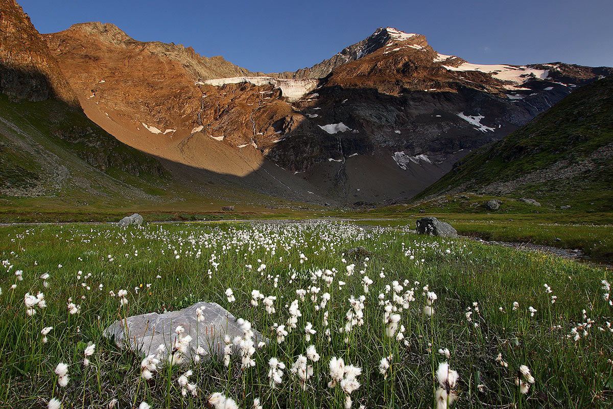 Cotton grass and Grivola...