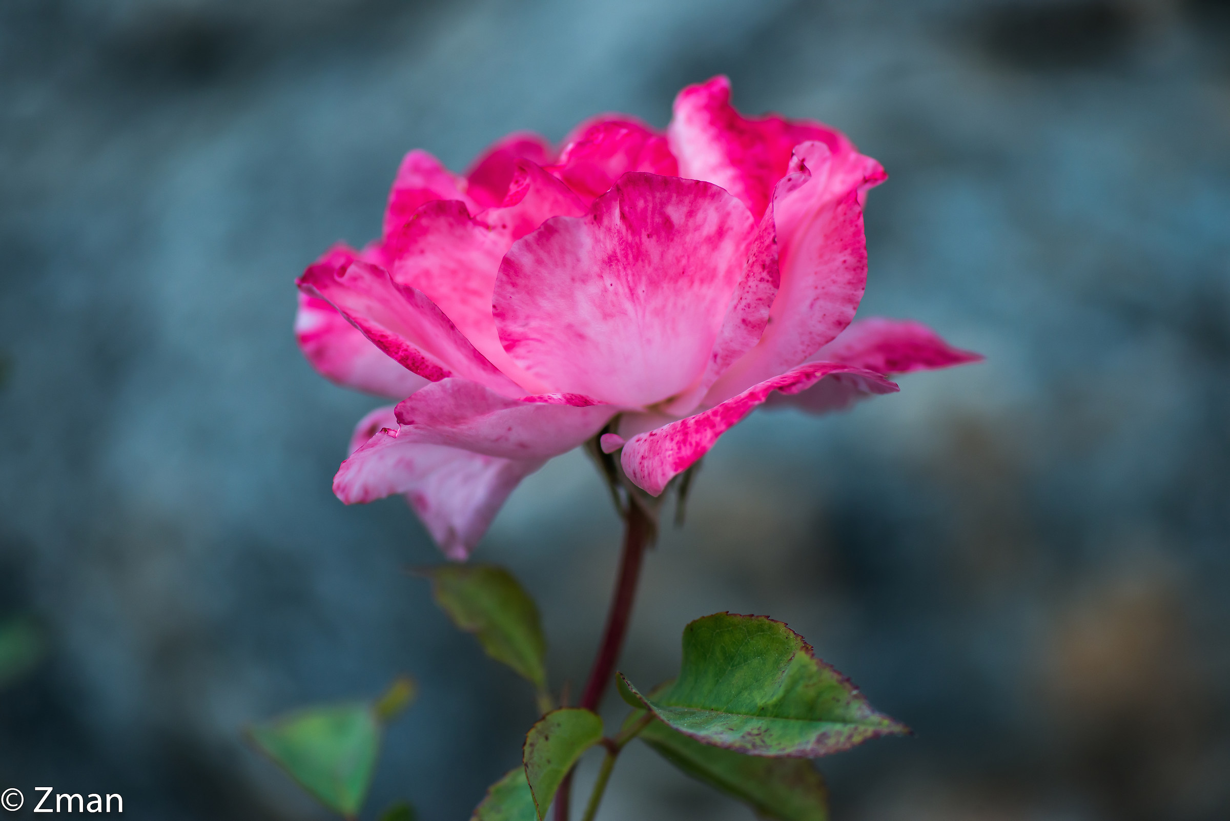 Pink Rose...