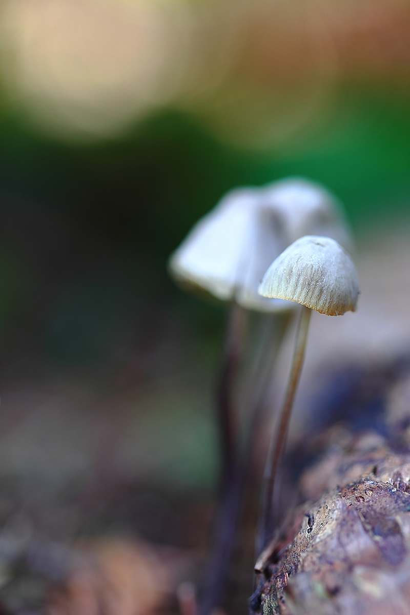 Mycena sp....