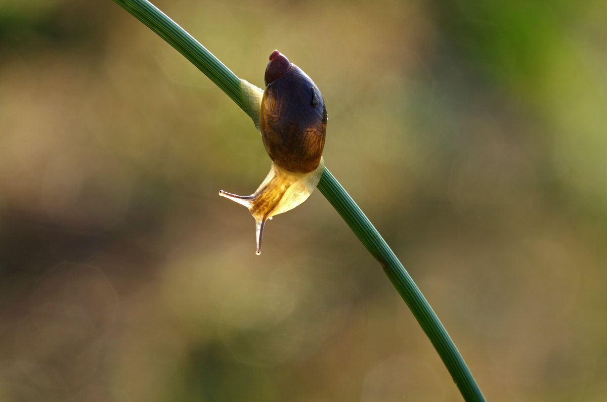 Snail early morning...