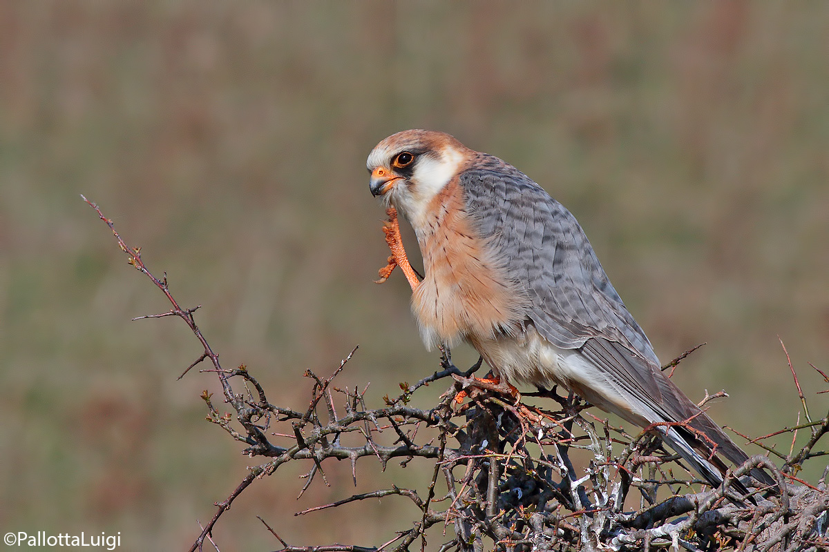 Red-footed falcon (Falco verspertinus)...