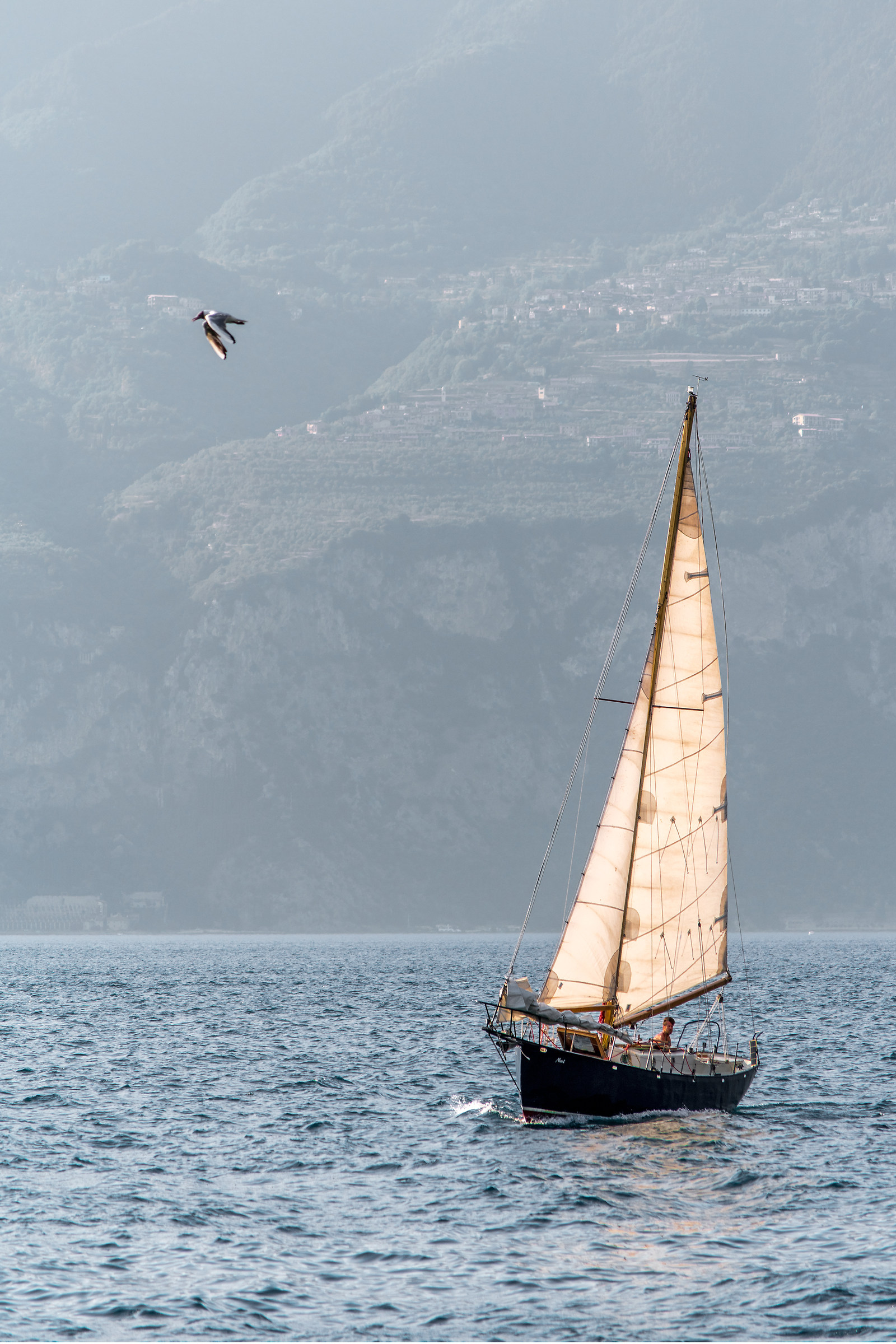 Barca, gabbiano, lago di Garda...