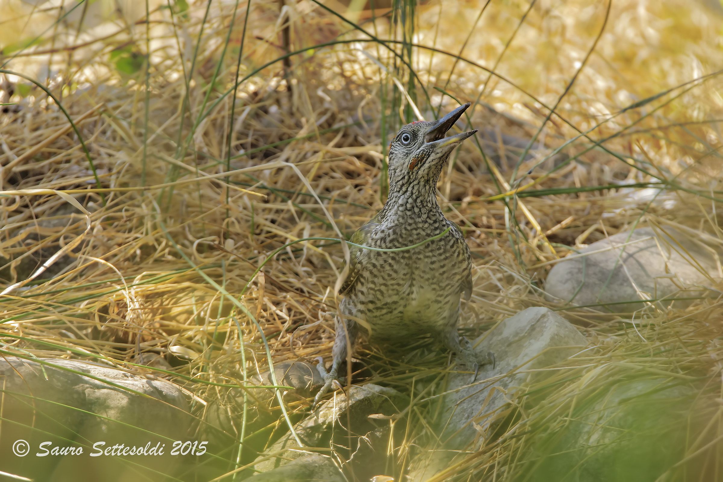 Green woodpecker...