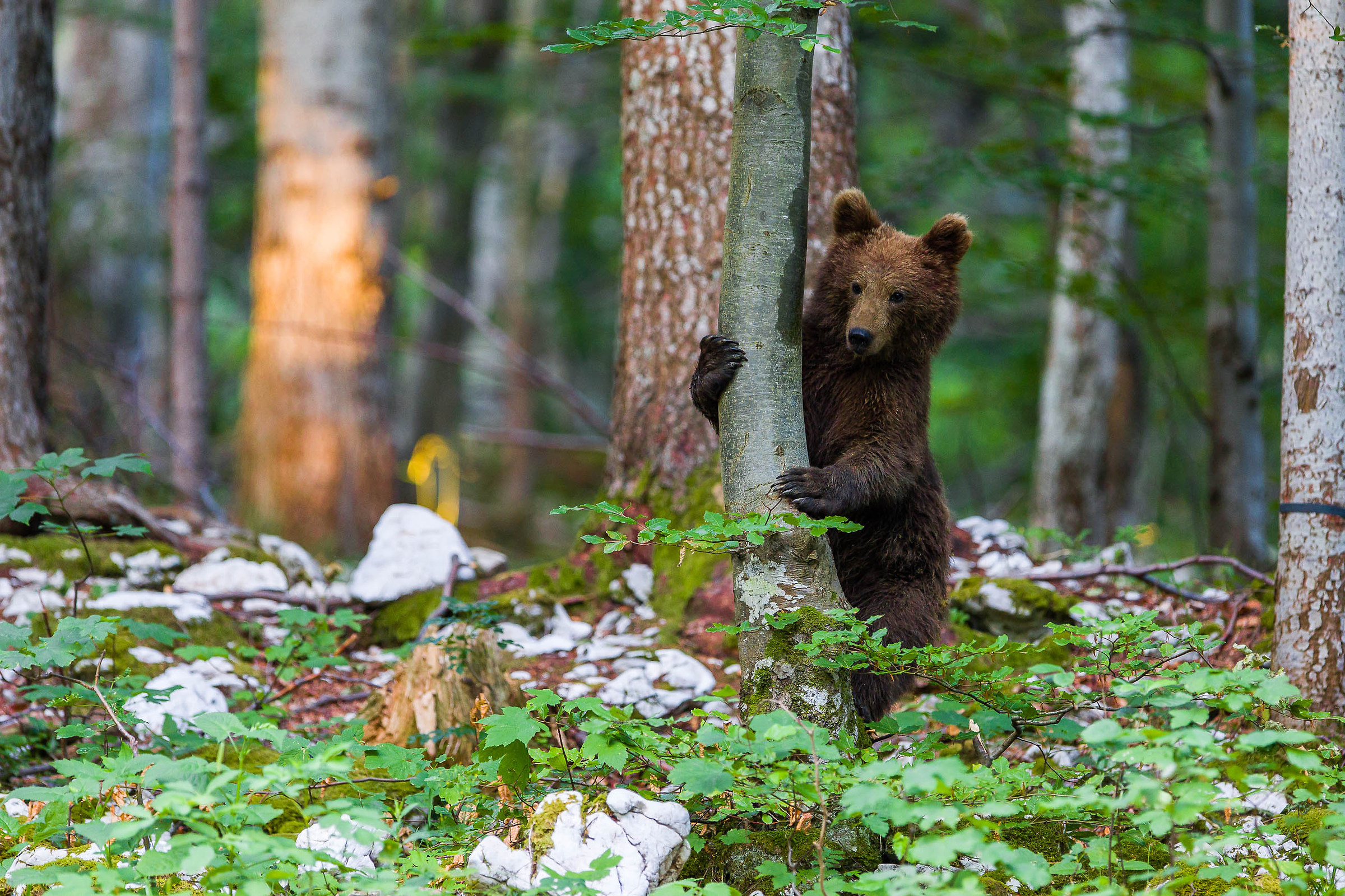 Slovenian Bear Forest...