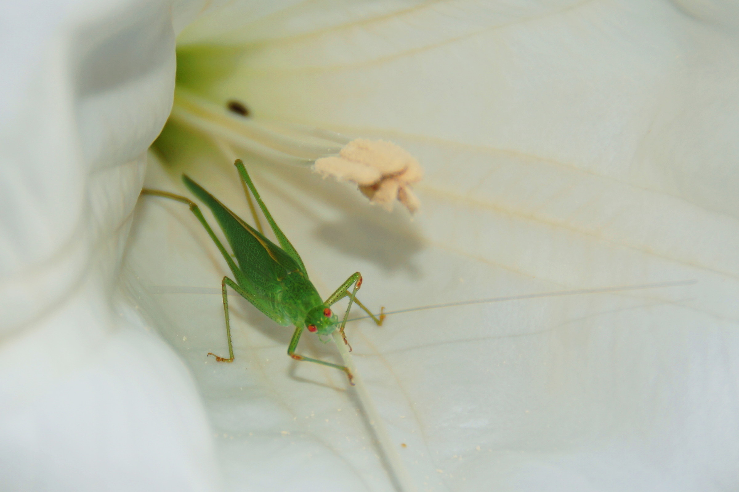 Grasshopper in flower...
