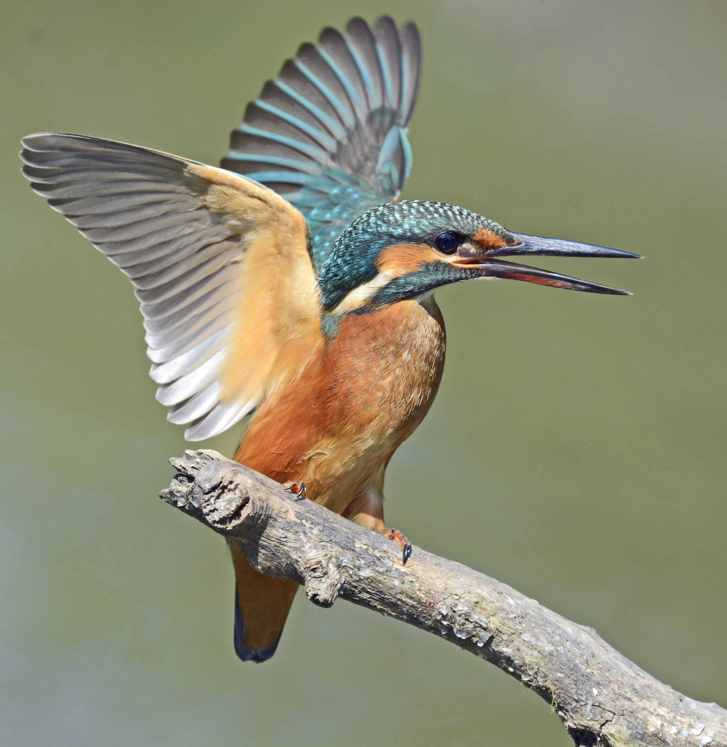 Kingfisher on display...
