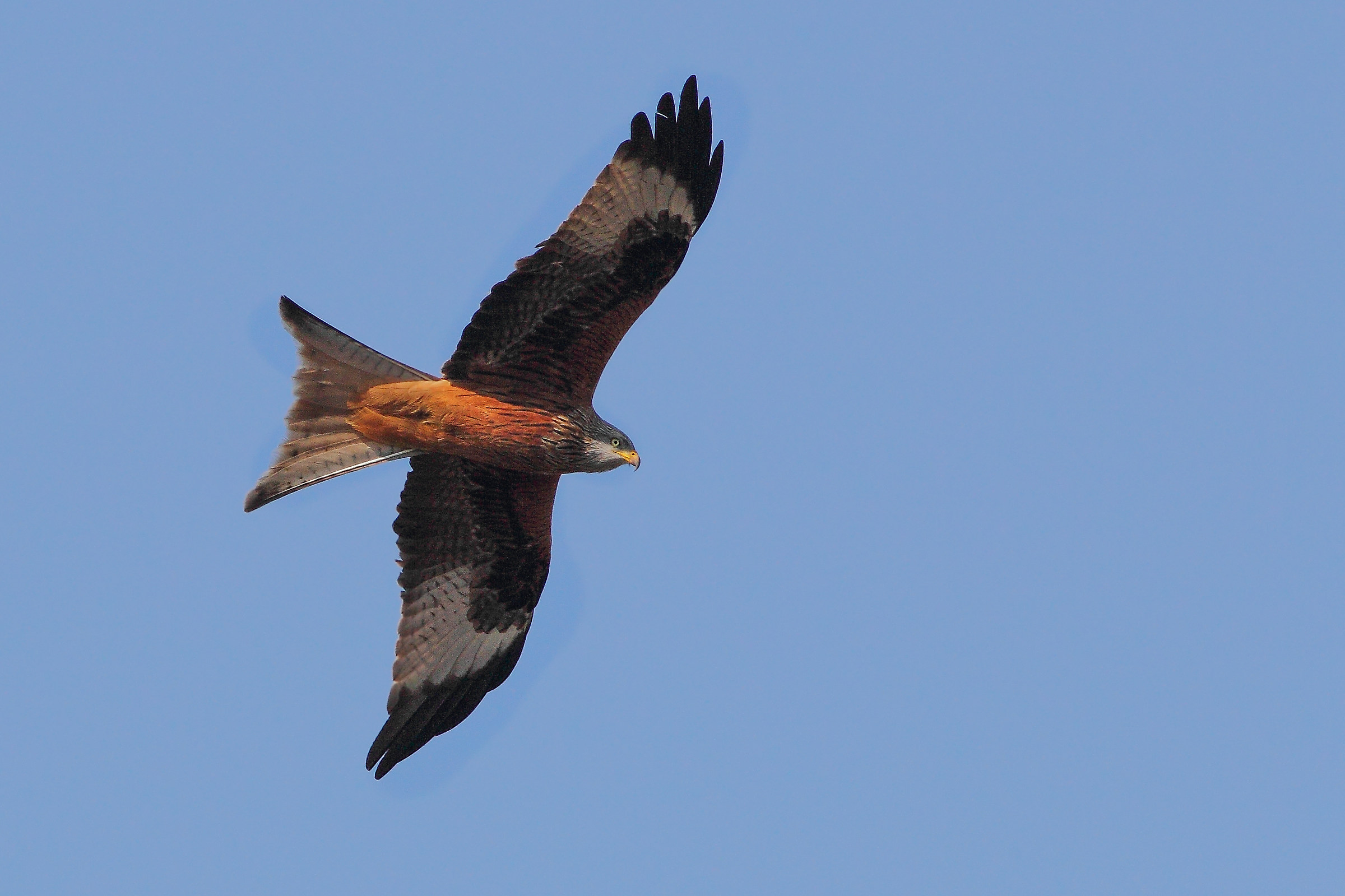 Kite...