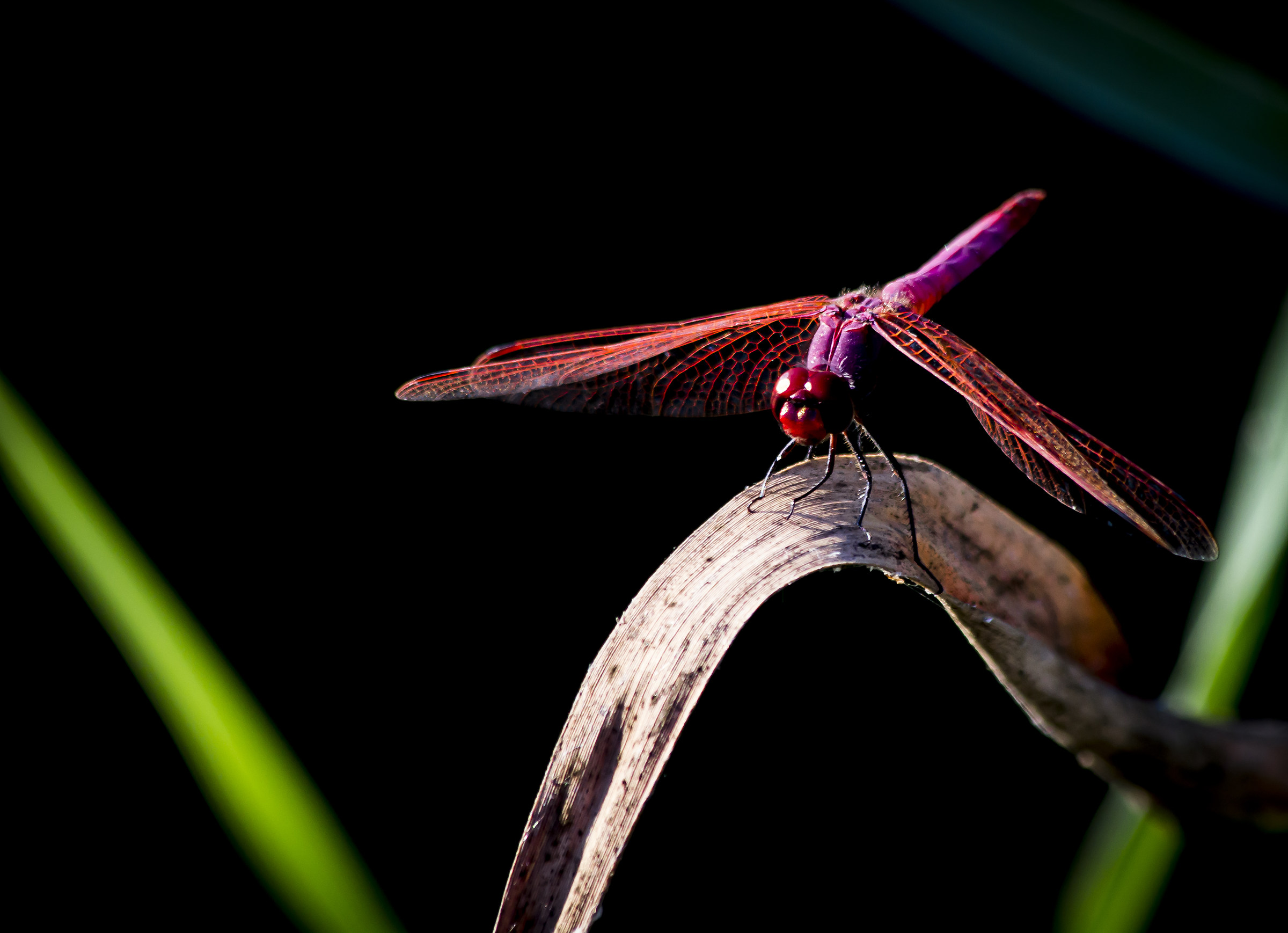 Red Dragonfly ......