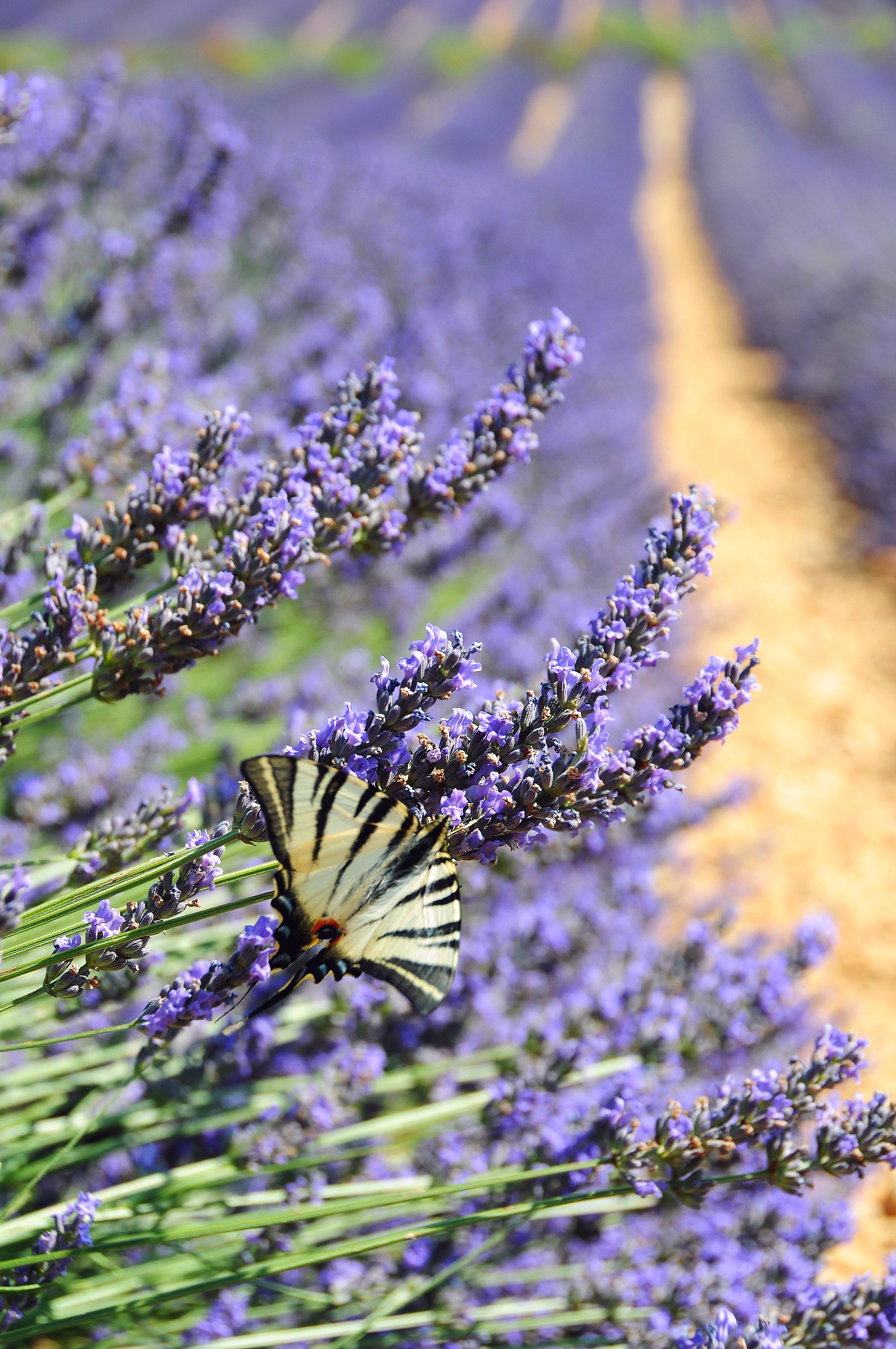 Lavender with guest...