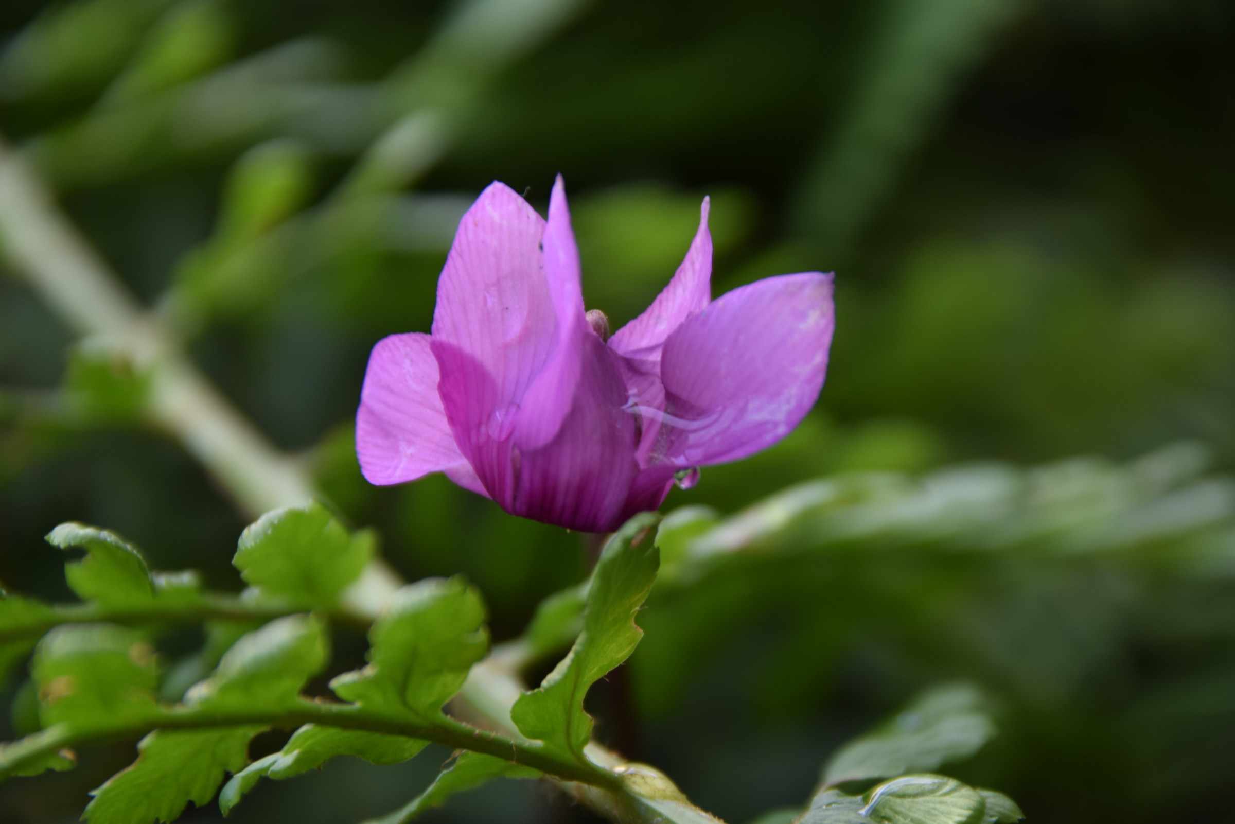 Cyclamen...