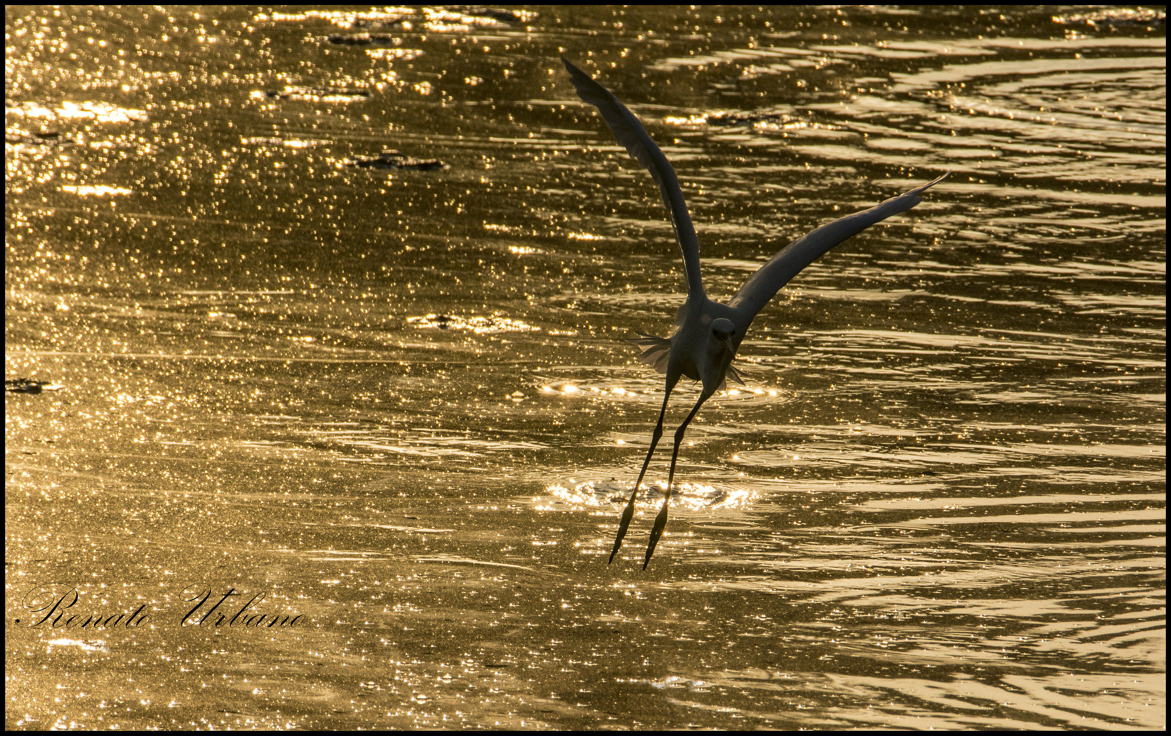 In flight in the dawn golden - Egret...