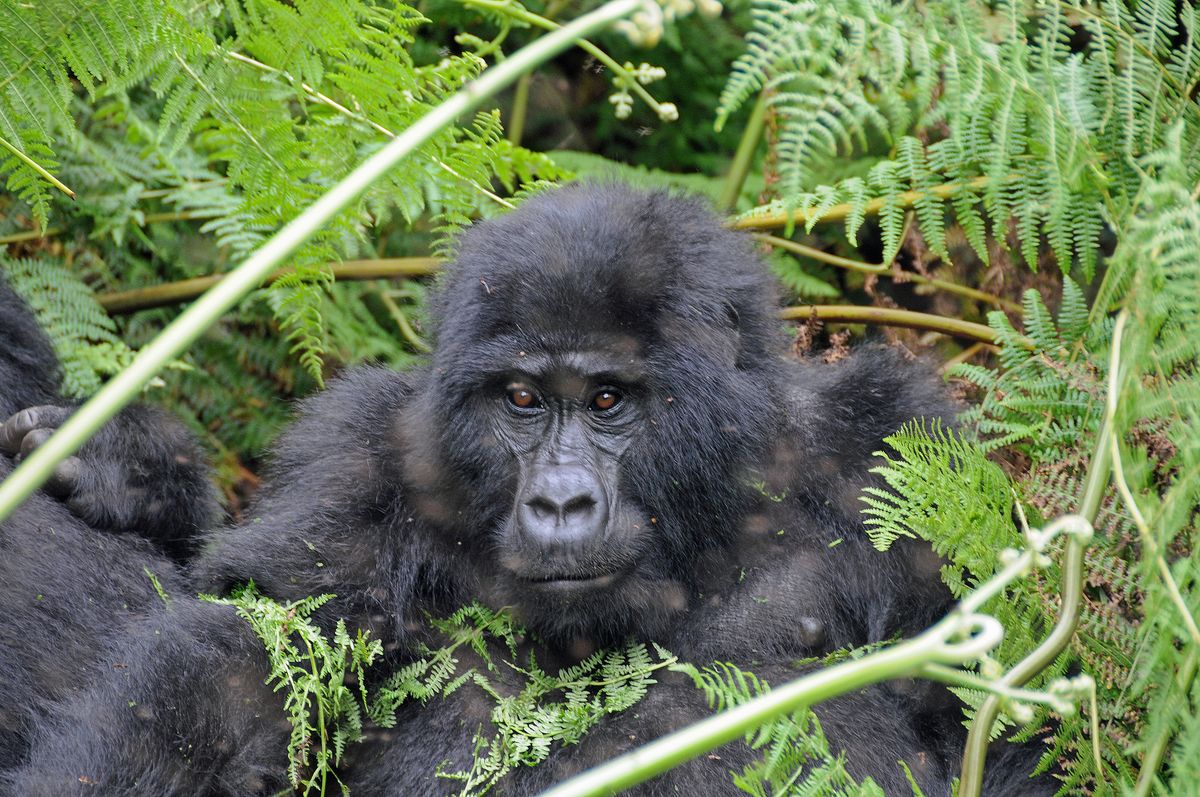 Gorillas mountain- female...