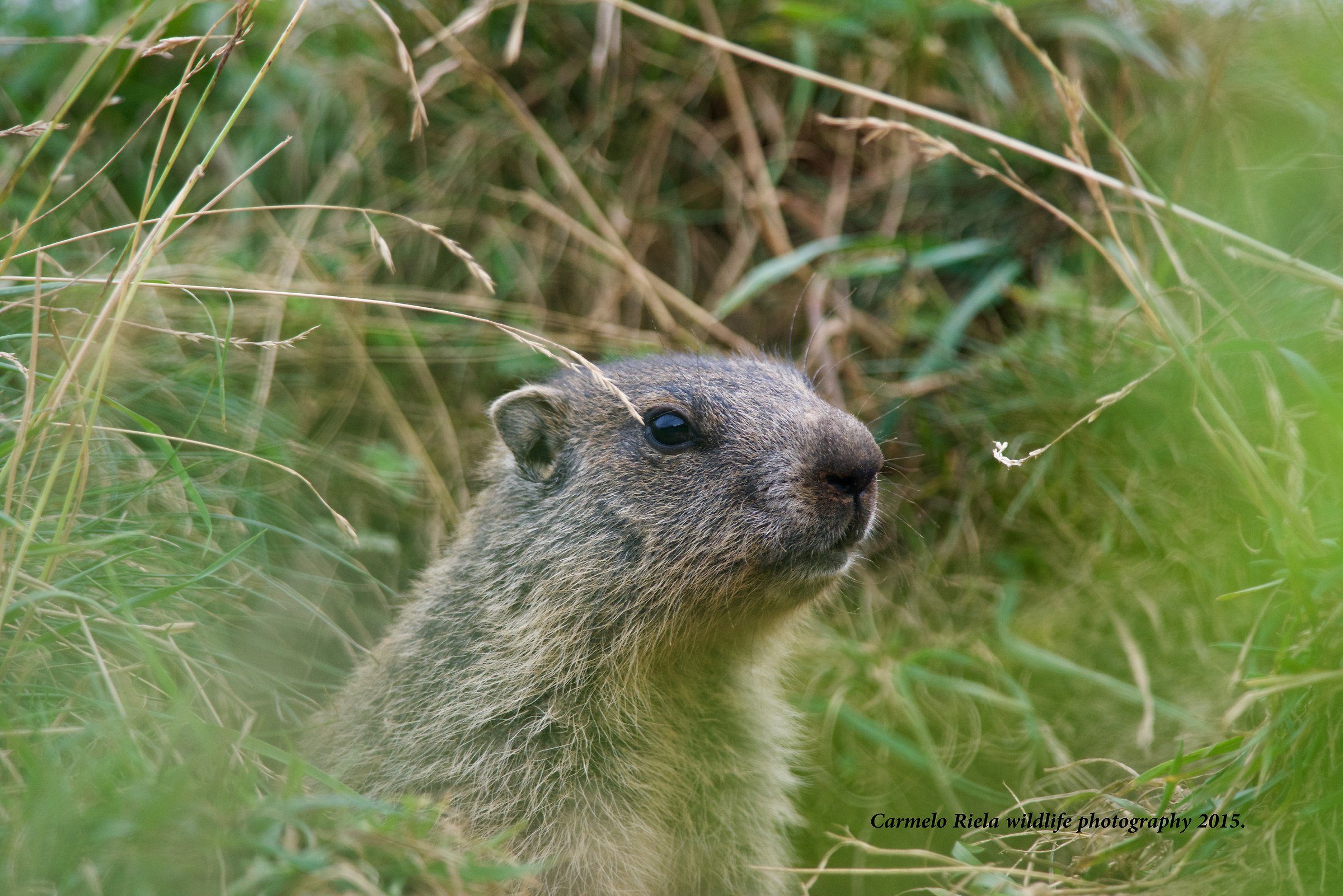 small Alpine marmot....