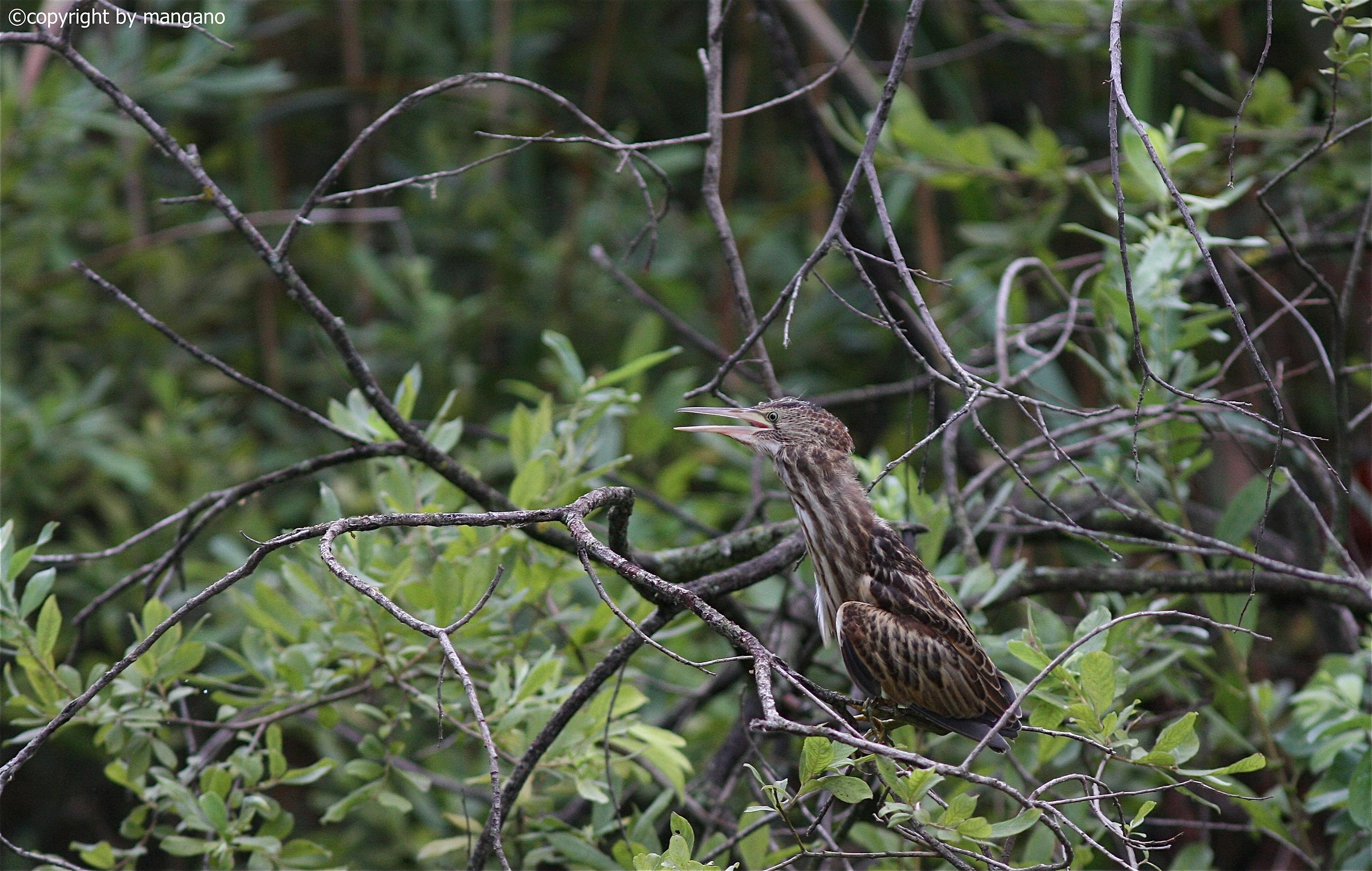 bittern Juven...