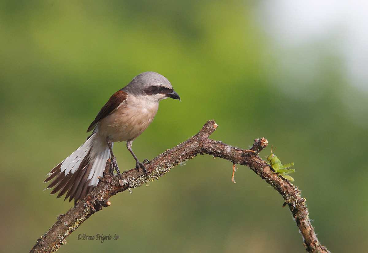 shrike, looks...