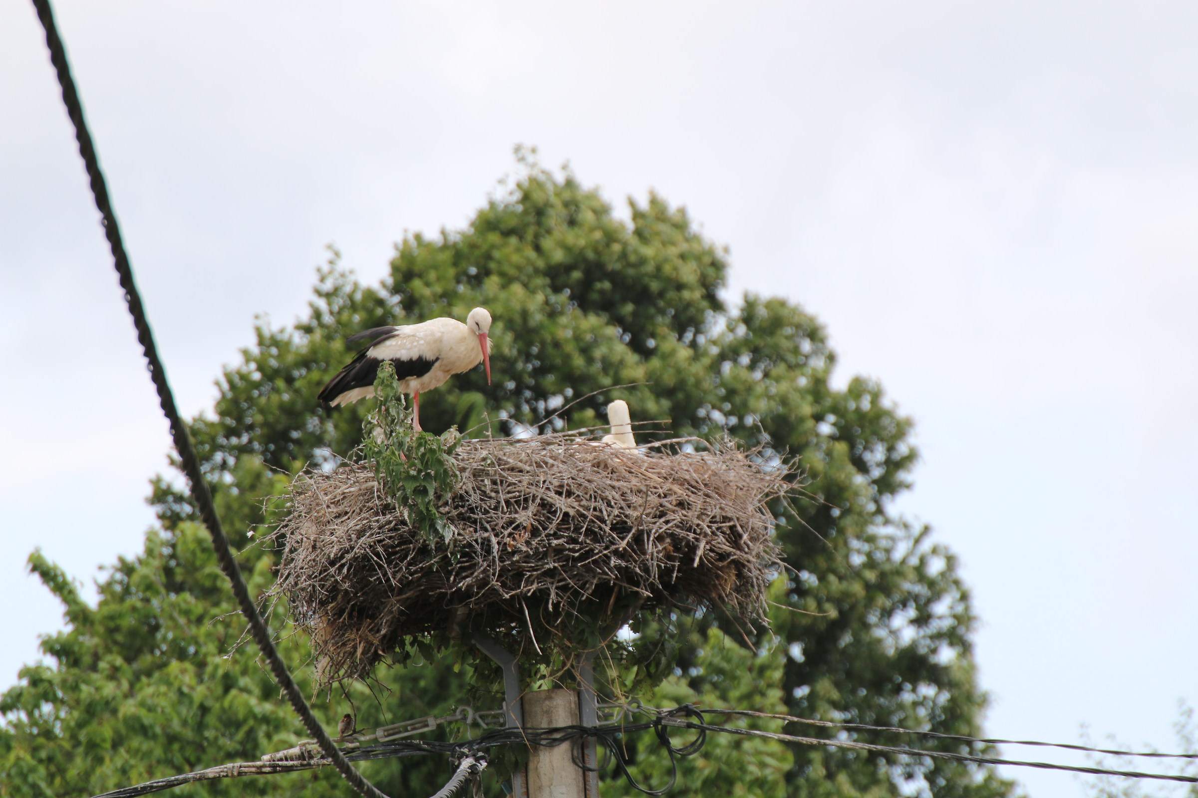 Cicogne in Slovenia...