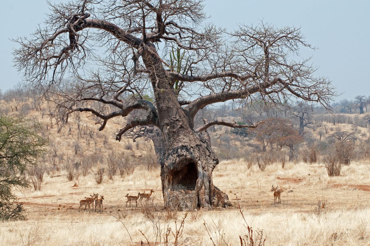 the shade of the old baobab...