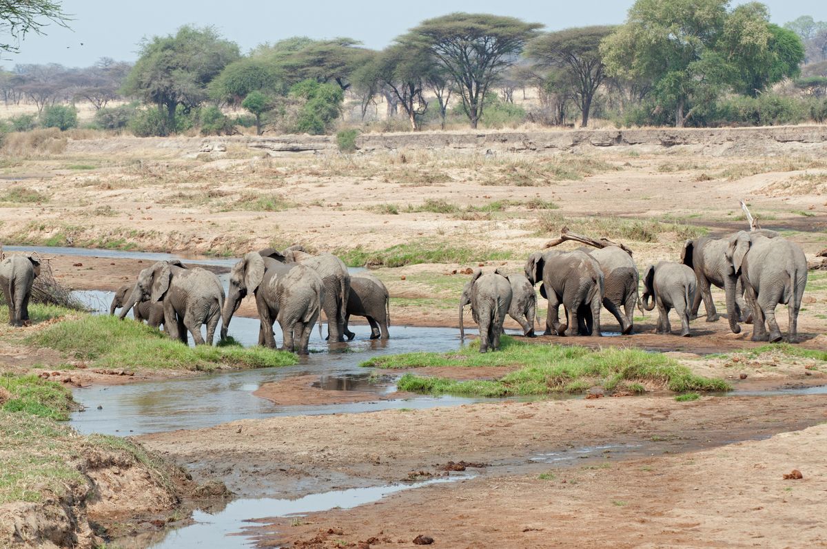 herd of elephants...