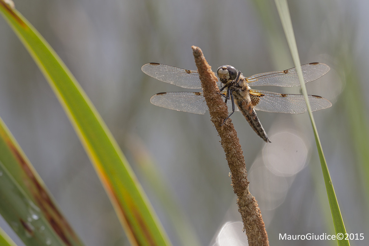 dragonfly...