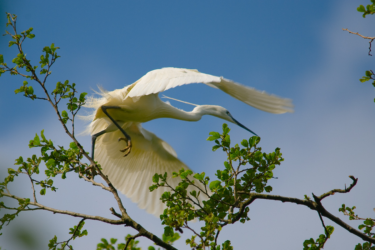 Egret takes flight...