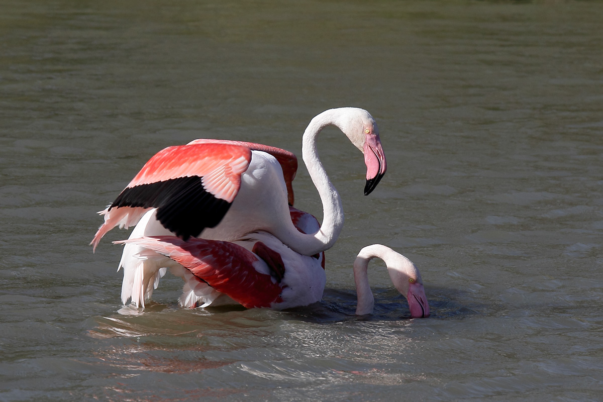 Pair of flamingos...