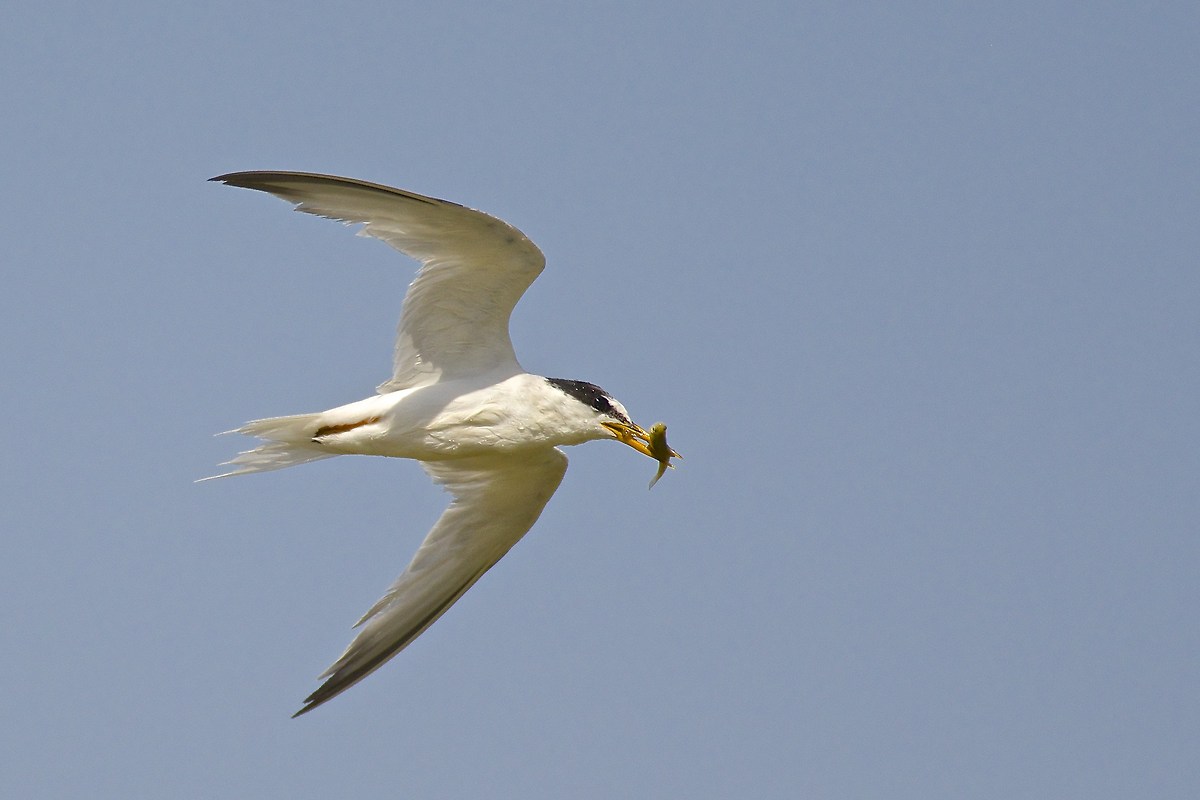 Little Tern...