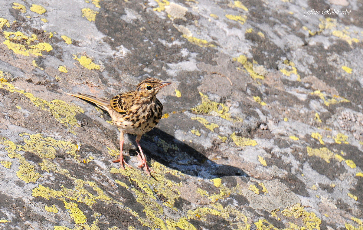 Tree Pipit on lichens ......