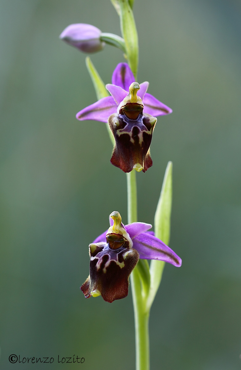 Ophrys apulica...