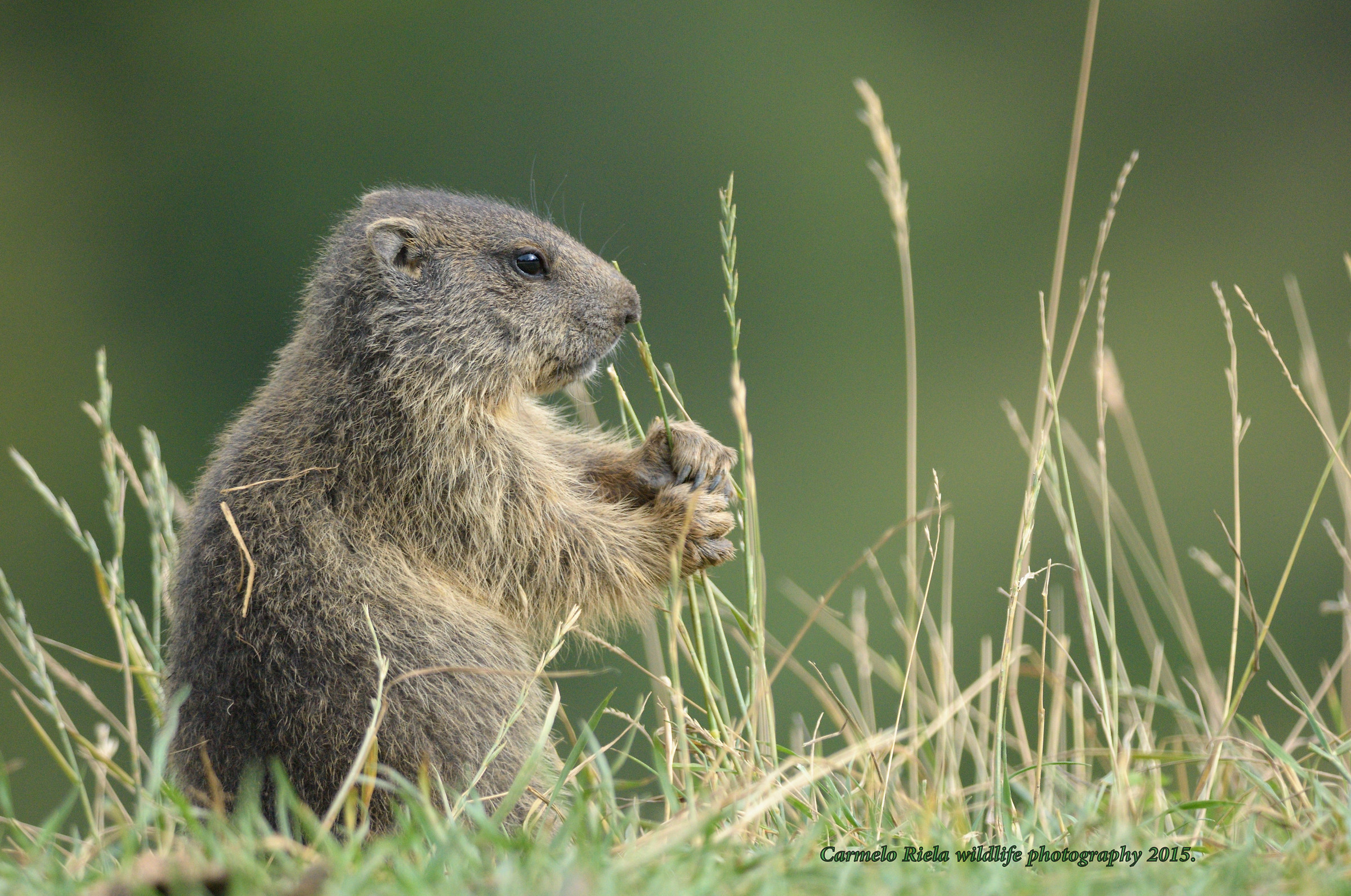 Small marmot that feeds on grass....