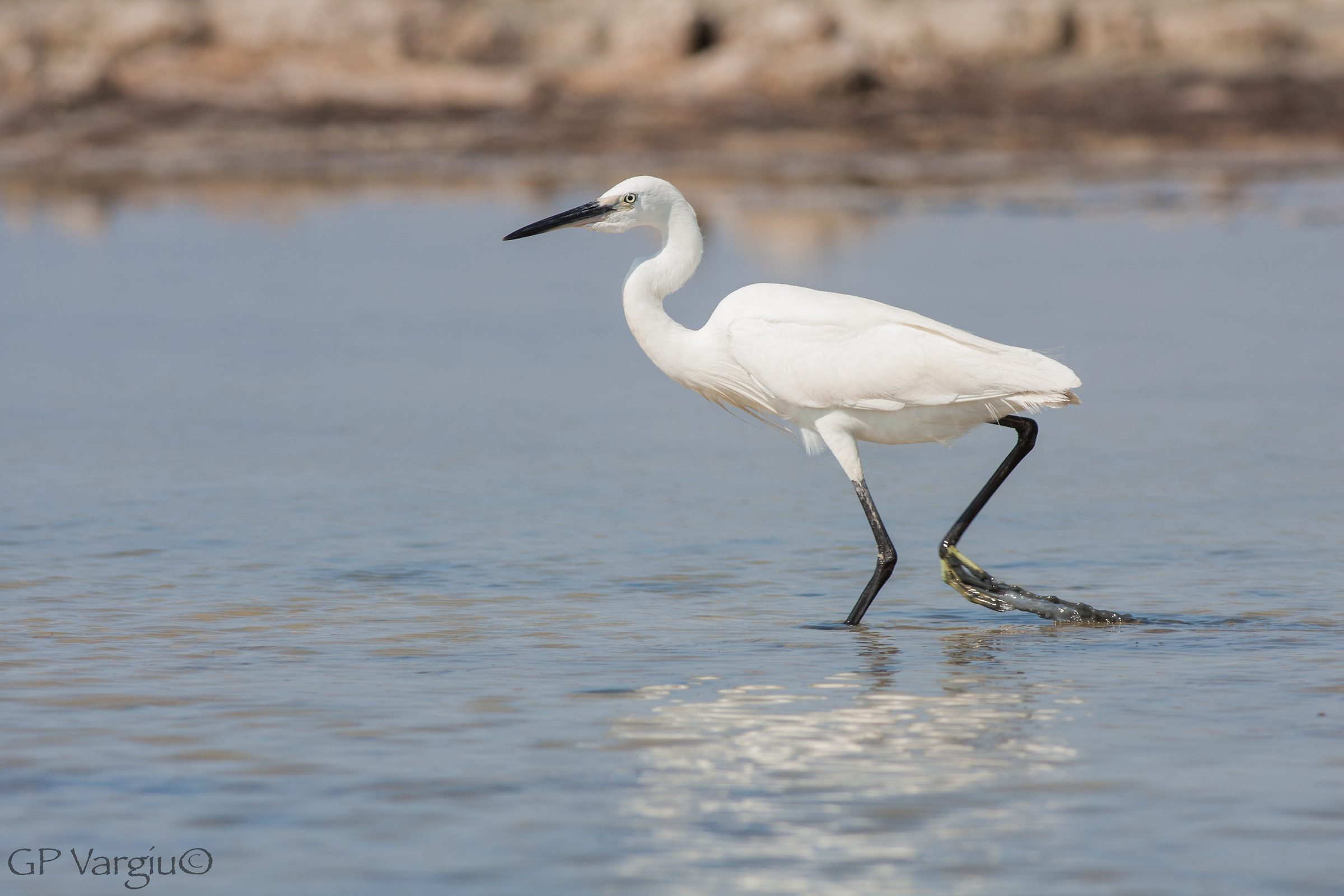 Egret trotting...