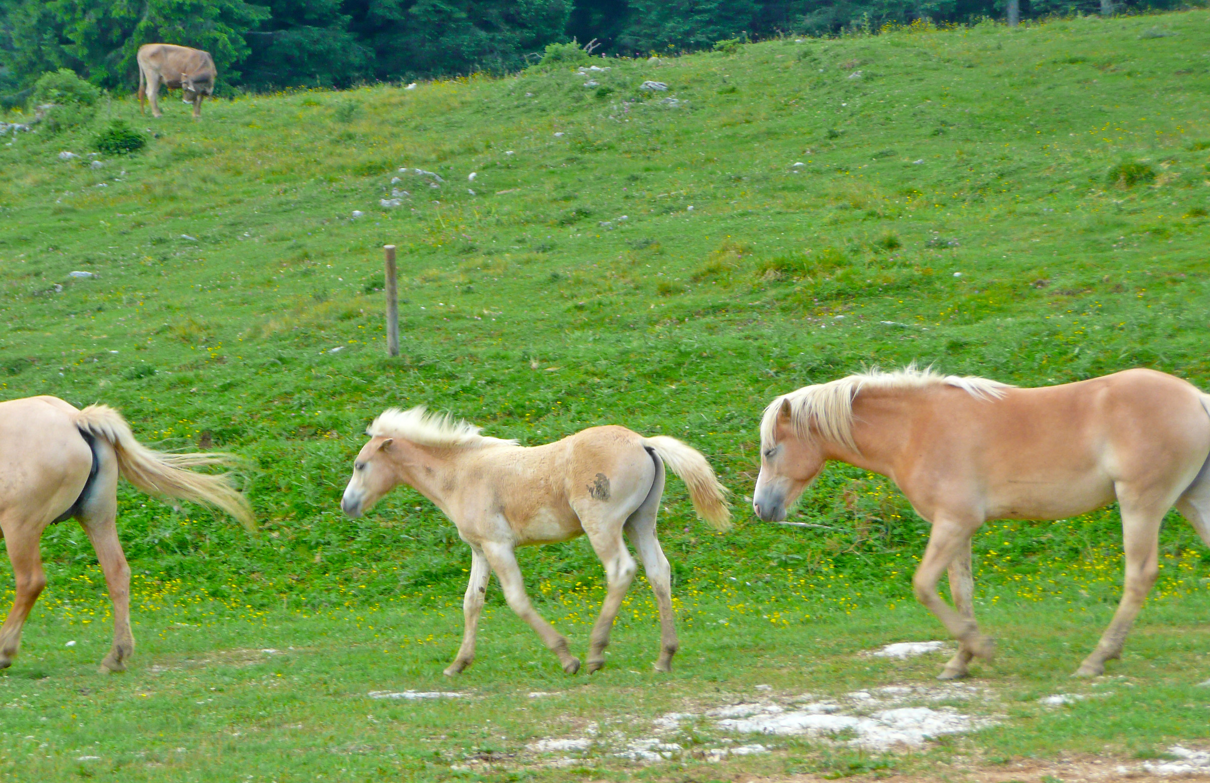 horses Avigliano...