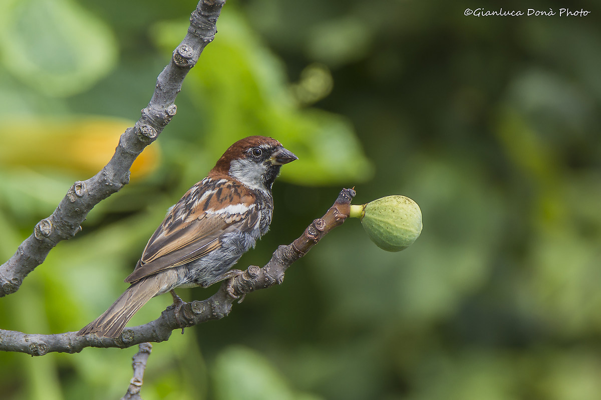 Sparrow on fig 2...