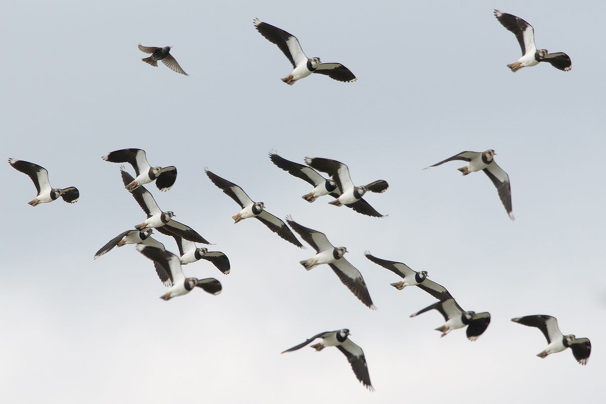 Lapwing (Vanellus Vanellus)...