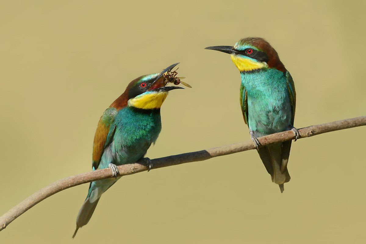 time of bee-eaters...
