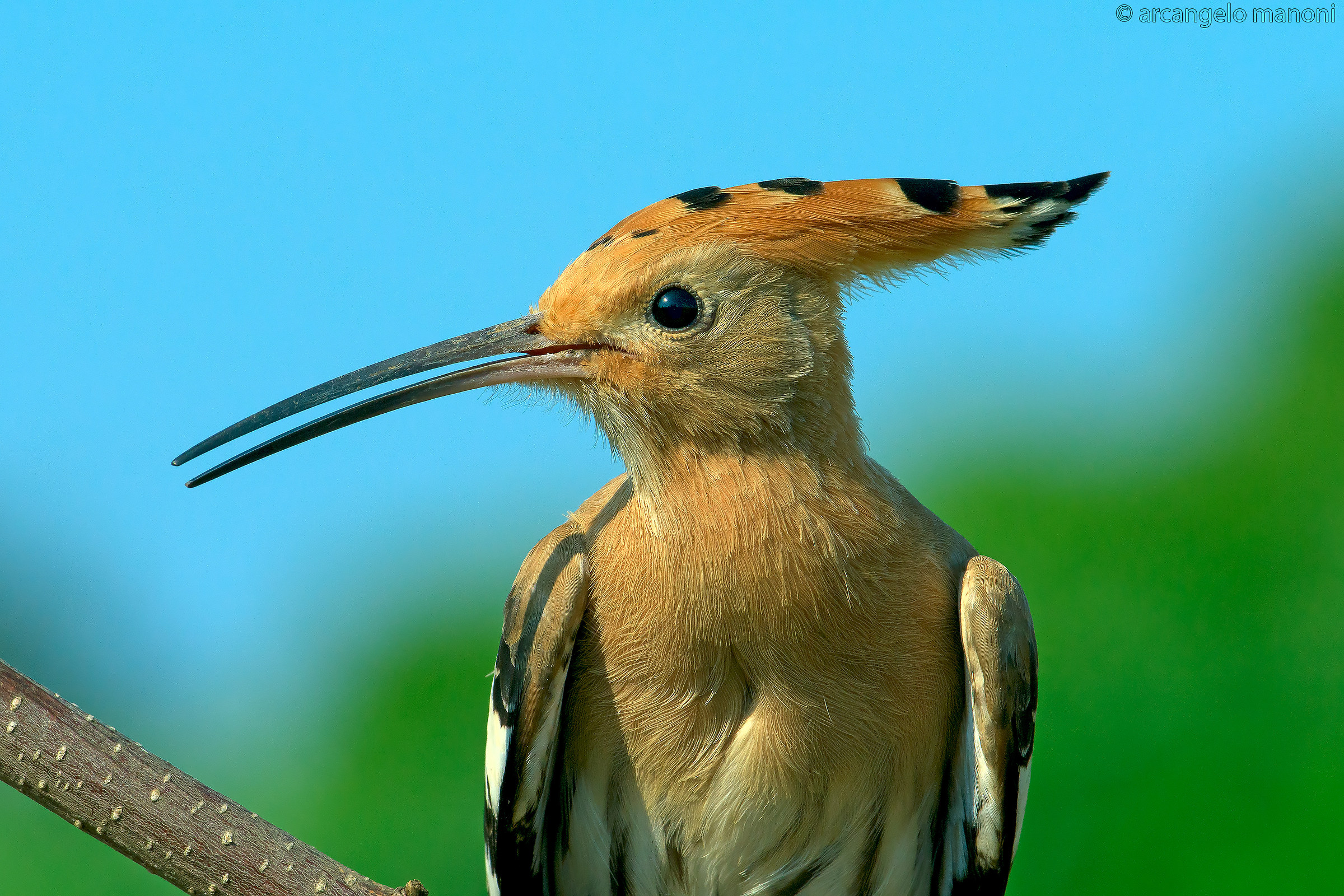 Being face to face with the hoopoe...