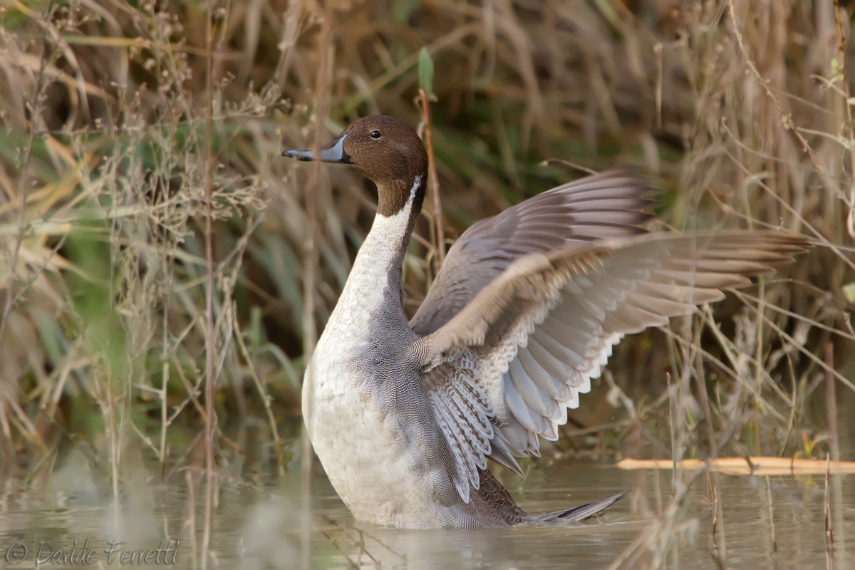 Codone maschio (Northern Pintail)...