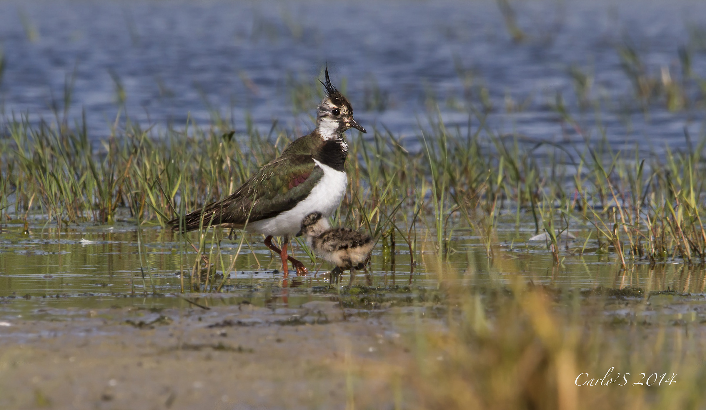 Lapwing with pullo...