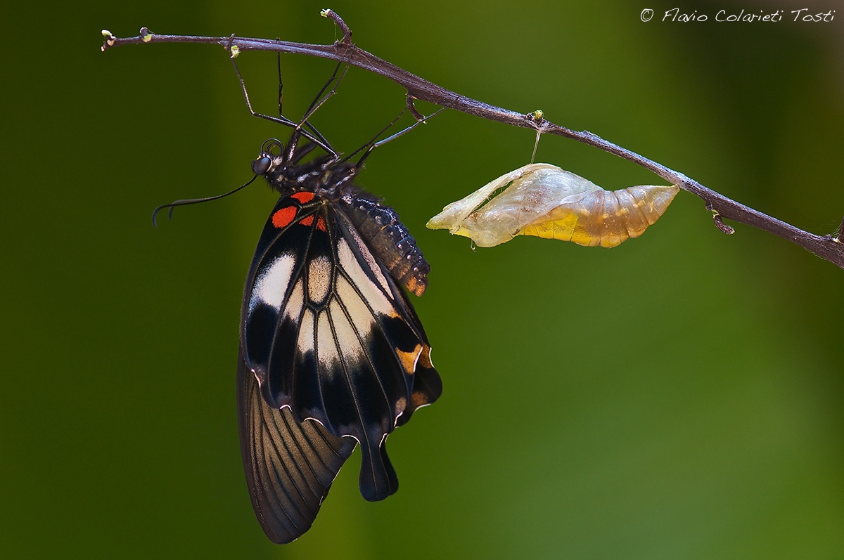 Flicker Papilio memnon...