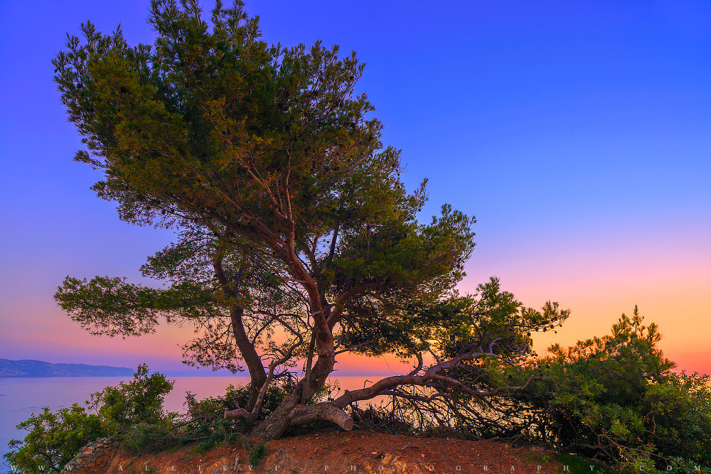 Pine tree...