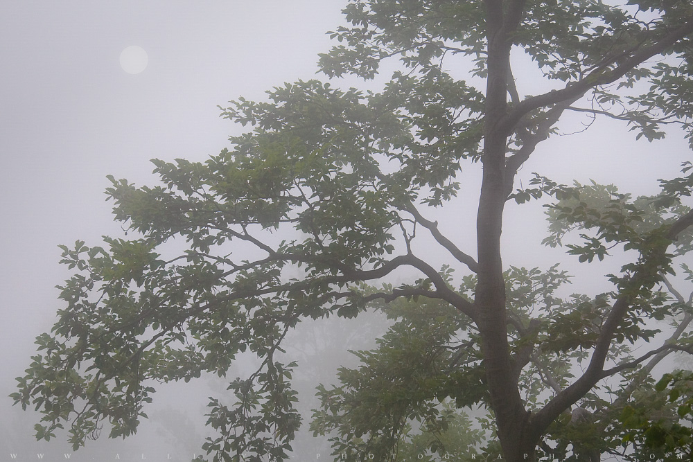Tree in fog...