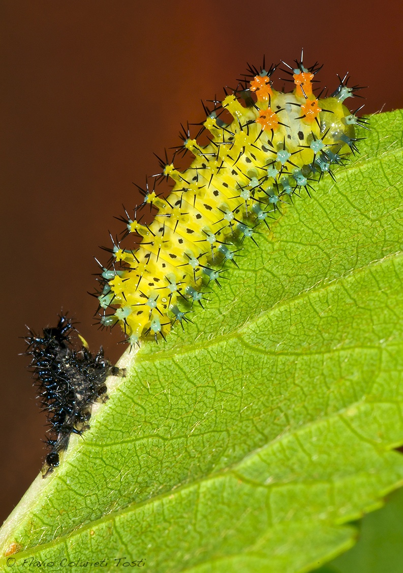 Muta Hyalophora cecropia caterpillar...